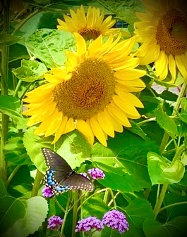 Sun flowers and butterflies