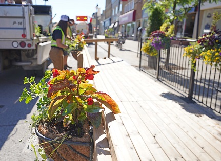 Image of staff planting annual flowers in a hanging basket