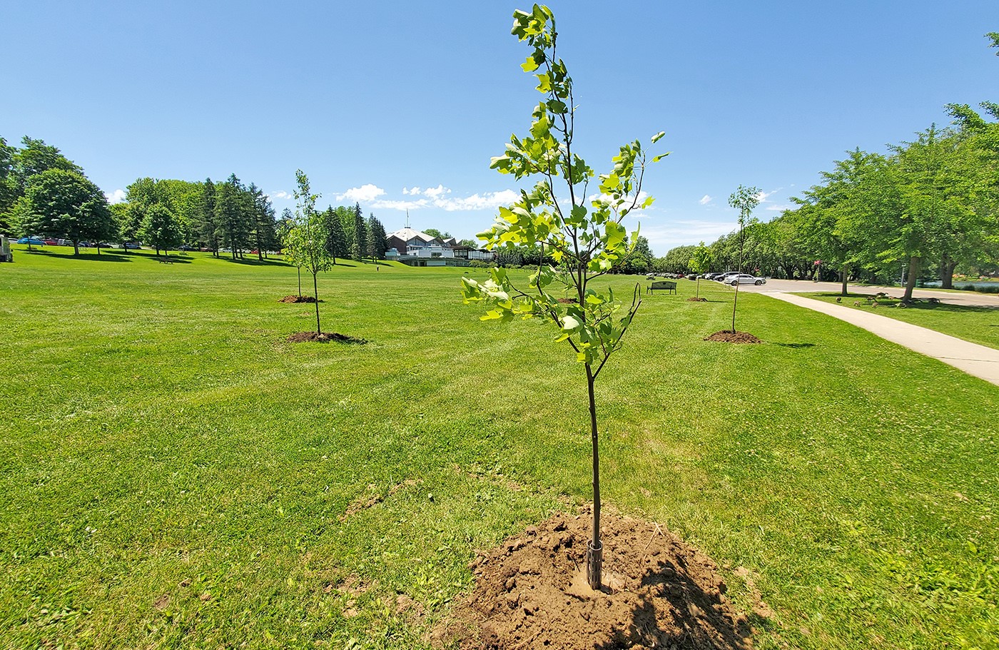 Green field with newly planted trees